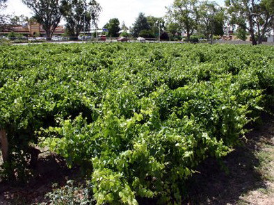 The Nuriootpa Vine Court Motel - Yamba Accommodation 2