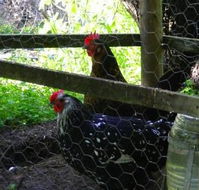Norma's Place - Yamba Accommodation