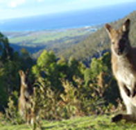Rainbow Retreat Wilderness Eco Cabins - Yamba Accommodation