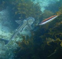 Honeymoon Bay - Yamba Accommodation