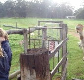 Boronia Farm Farmstay - Yamba Accommodation