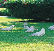 Aurora Kakadu - Yamba Accommodation