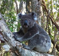 O'Carrollyns At One Mile Beach - Yamba Accommodation