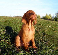 Wingham Pet Motel - Yamba Accommodation