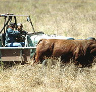 Bullo River Station - Yamba Accommodation