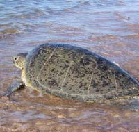 Mackerel Islands - Yamba Accommodation