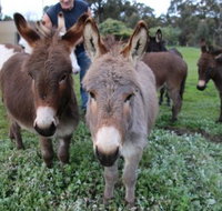 Donkey Tales Farm Cottages - Yamba Accommodation