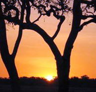 Coodardie Station Stay - Yamba Accommodation
