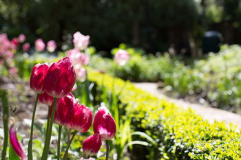 Adeline Bed And Breakfast - Yamba Accommodation 17