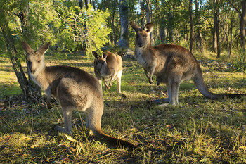 Eagleview Resort - Yamba Accommodation 56
