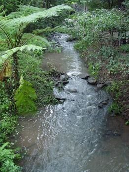 Treetops Accommodation Montville - Yamba Accommodation 4