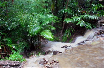 Treetops Accommodation Montville - Yamba Accommodation 11