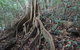 Treetops Accommodation Montville - thumb 20