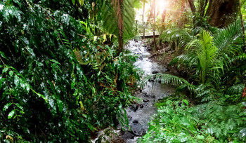 Treetops Accommodation Montville - Yamba Accommodation 48