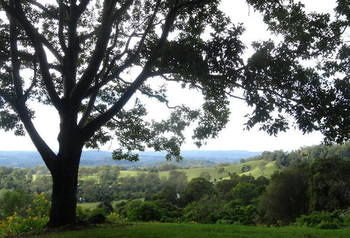Treetops Accommodation Montville - Yamba Accommodation 49