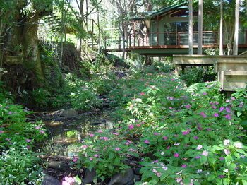 Treetops Accommodation Montville - Yamba Accommodation 76