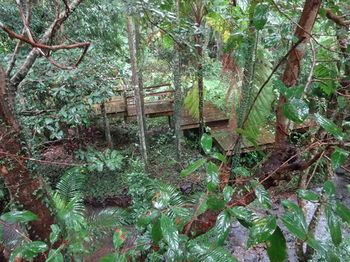 Treetops Accommodation Montville - Yamba Accommodation 80