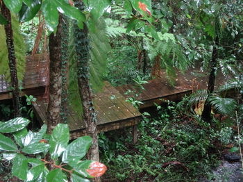 Treetops Accommodation Montville - Yamba Accommodation 81