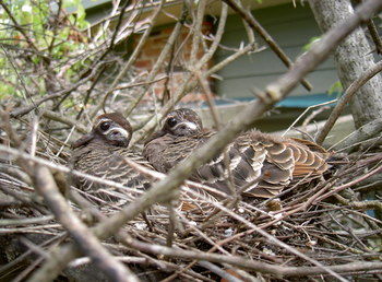Woollamia Village Retreat - Yamba Accommodation 56
