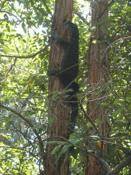 Woollamia Village Retreat - Yamba Accommodation 59