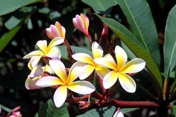 Phoenix Eumundi Bed & Breakfast - Yamba Accommodation 13