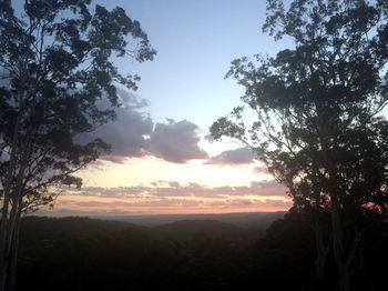 Phoenix Eumundi Bed & Breakfast - Yamba Accommodation 14