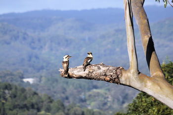 Phoenix Eumundi Bed & Breakfast - Yamba Accommodation 18