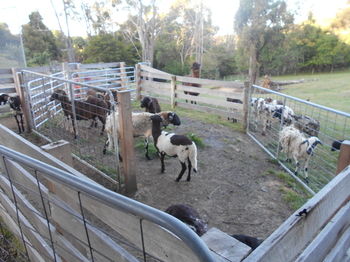 A Twist Of Willow - Yamba Accommodation 27