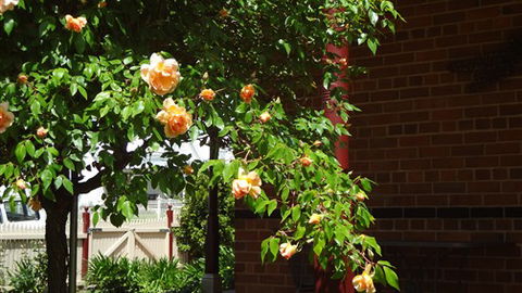 Carlyle House Rutherglen - Yamba Accommodation 5