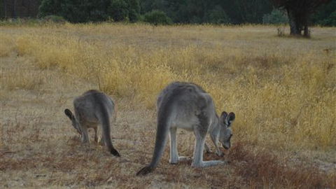 Kunala Chalet - Pinnacle Valley Resort - Yamba Accommodation 3