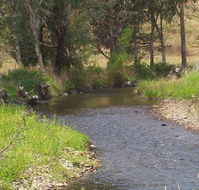 Murphy's Cabin - Yamba Accommodation