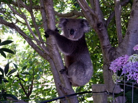 Adelaide Hills Bed & Breakfast Accommodation - Yamba Accommodation 4