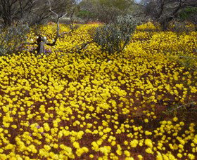 Yalgoo Caravan Park - Yamba Accommodation 3