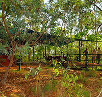 Arnhemland Barramundi Nature Lodge - Yamba Accommodation