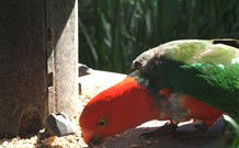 Jervis Bay Cabins And Hidden Creek Real Camping - Yamba Accommodation 3