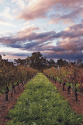 Lamonts Winery Restaurant  Gallery - Yamba Accommodation