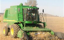 Linga Longa Farm Wingham - Yamba Accommodation 4