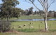 Yamba Farmstay - thumb 5