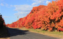 Yamba Farmstay - Yamba Accommodation 4