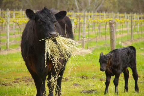 Naimanya Cottage - Yamba Accommodation 5