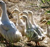 Duck Duck Goose Bed and Breakfast - Yamba Accommodation