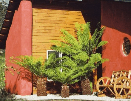 Whispering Spirit Cottage  Miniature Pony Stud - Yamba Accommodation
