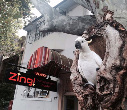 Zing! Backpackers Hostel - Yamba Accommodation 0