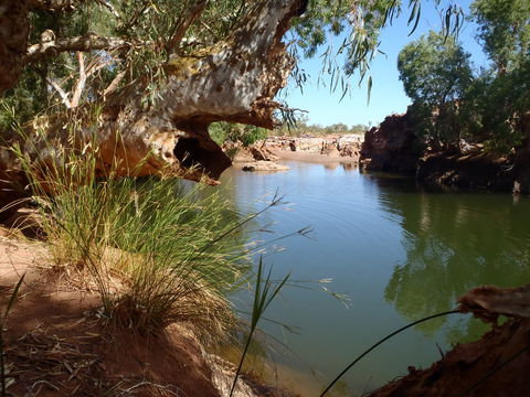 Peedamulla Campground And Cultural Tours - Yamba Accommodation 1