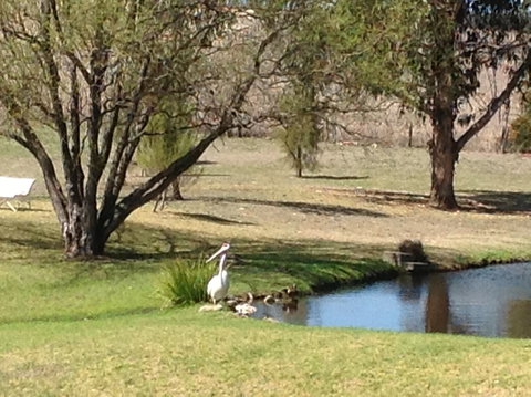 Sapphire City Caravan Park - Yamba Accommodation 2