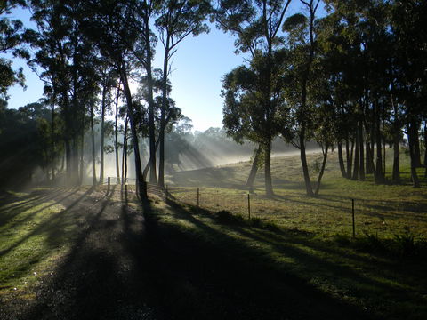 Cygnet Park Country Retreat - Yamba Accommodation 2