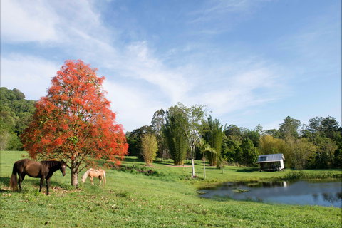 Nimbin Waterfall Retreat - Yamba Accommodation 1