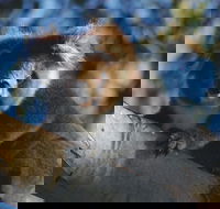 Bimbi Park Camping Under Koalas