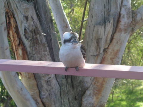 Kookaburra Dreaming - Yamba Accommodation 0