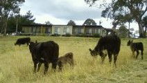 Bumblebrook Farm Motel - Yamba Accommodation 1